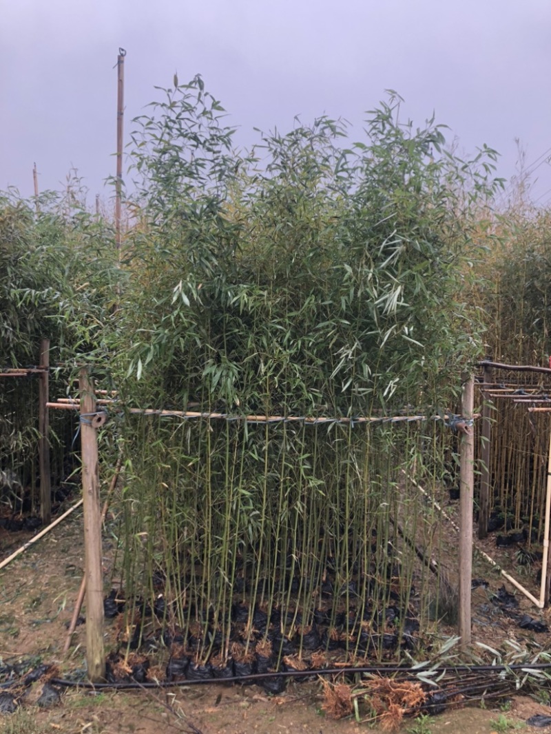 刚竹