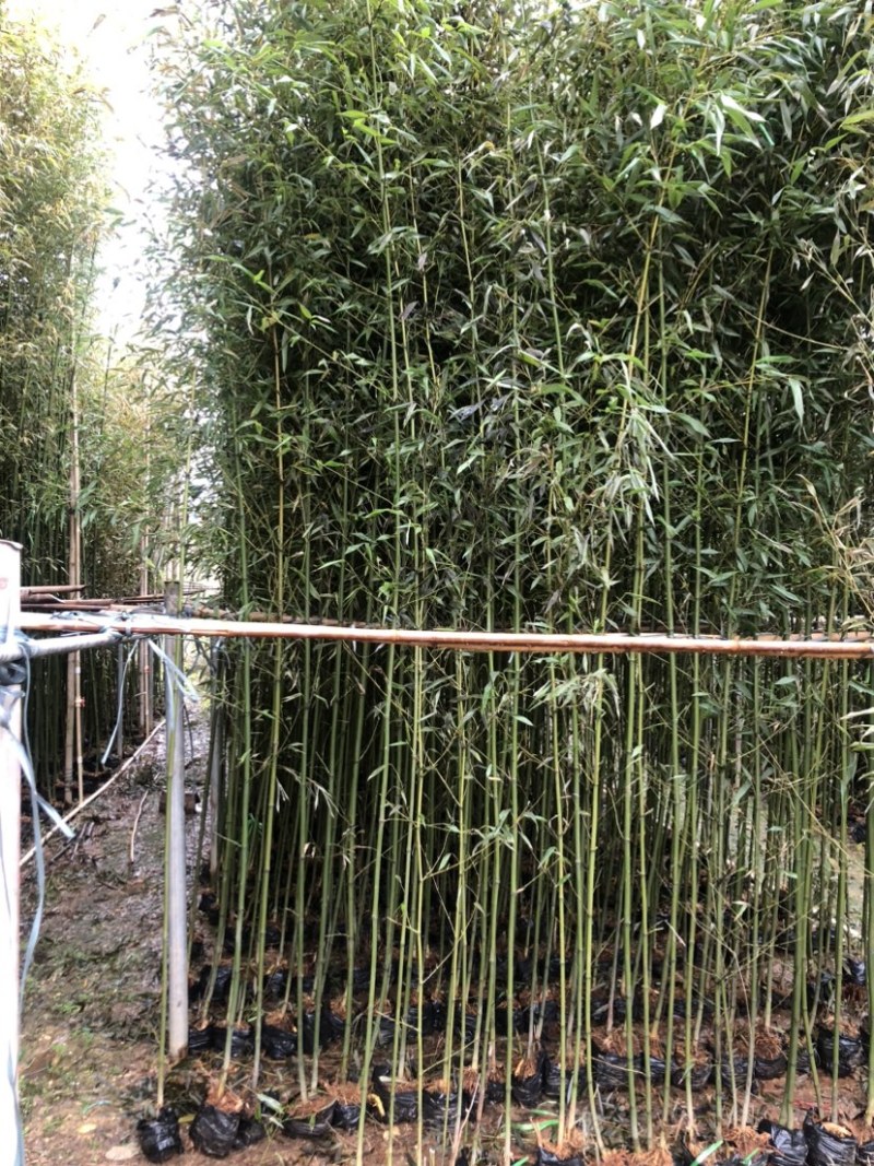 刚竹