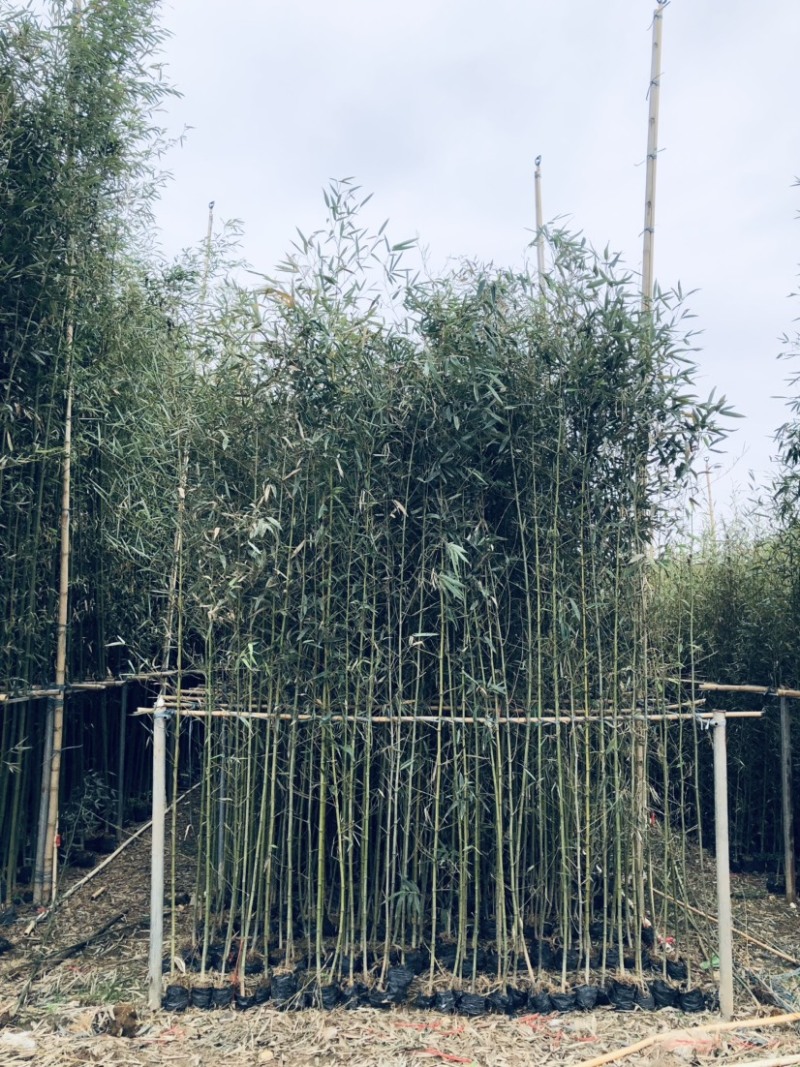 刚竹
