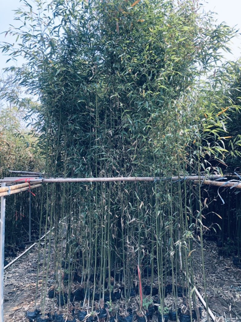 刚竹