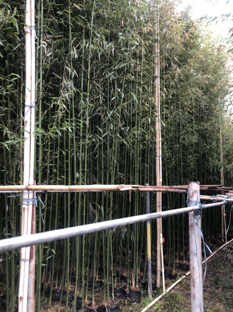 刚竹