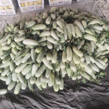 山东费县甜瓜羊角蜜甜瓜货源充足价格实惠商超直供