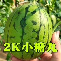 全美2k西瓜小糖丸西瓜手剥皮西瓜小吊瓜冰淇淋西瓜
