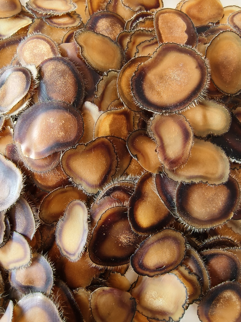 【梅花鹿茸腊片】正品保真特粉片白粉片红粉片血片黄粉片半腊