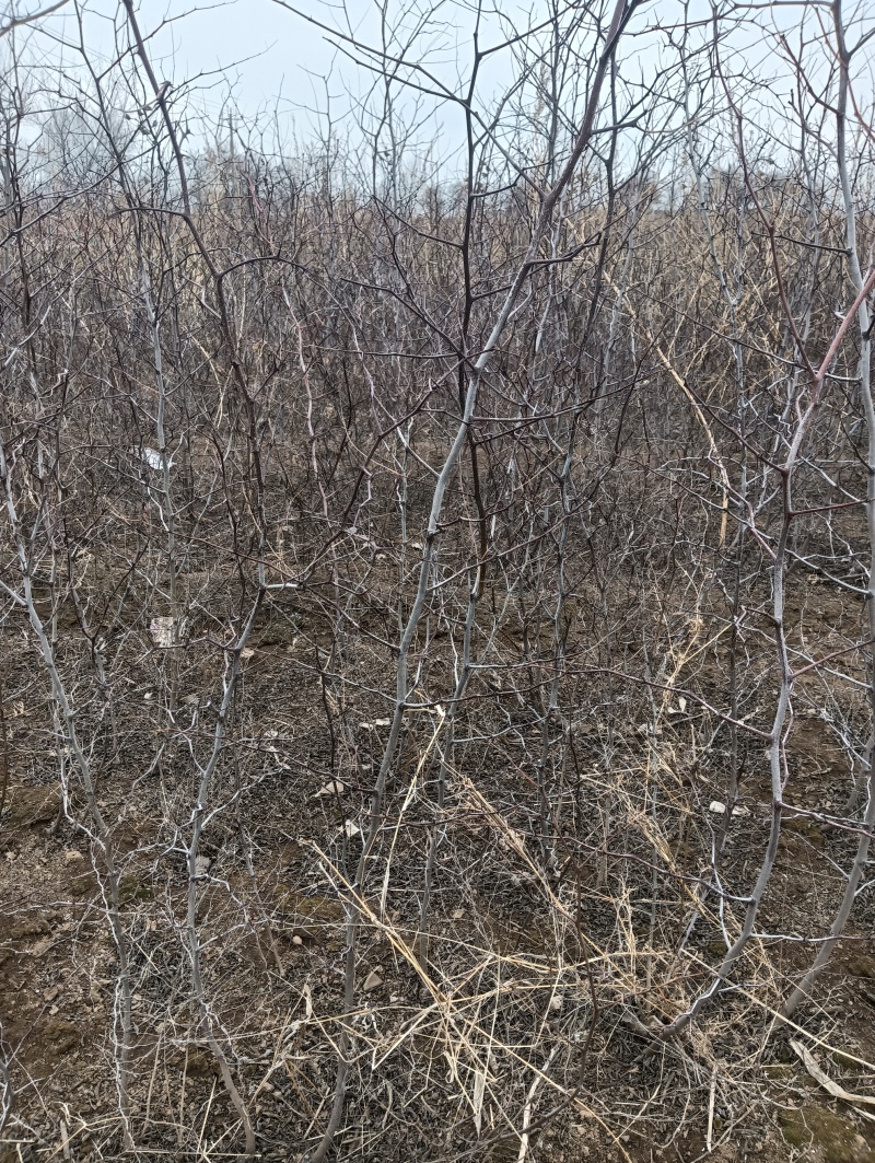 酸枣苗基地药用酸枣苗产地直销
