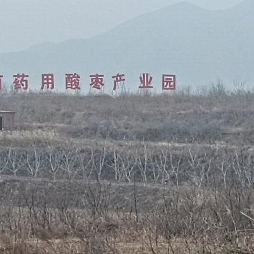 酸枣苗产地直销酸枣苗基地