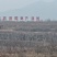 酸枣苗产地直销酸枣苗基地
