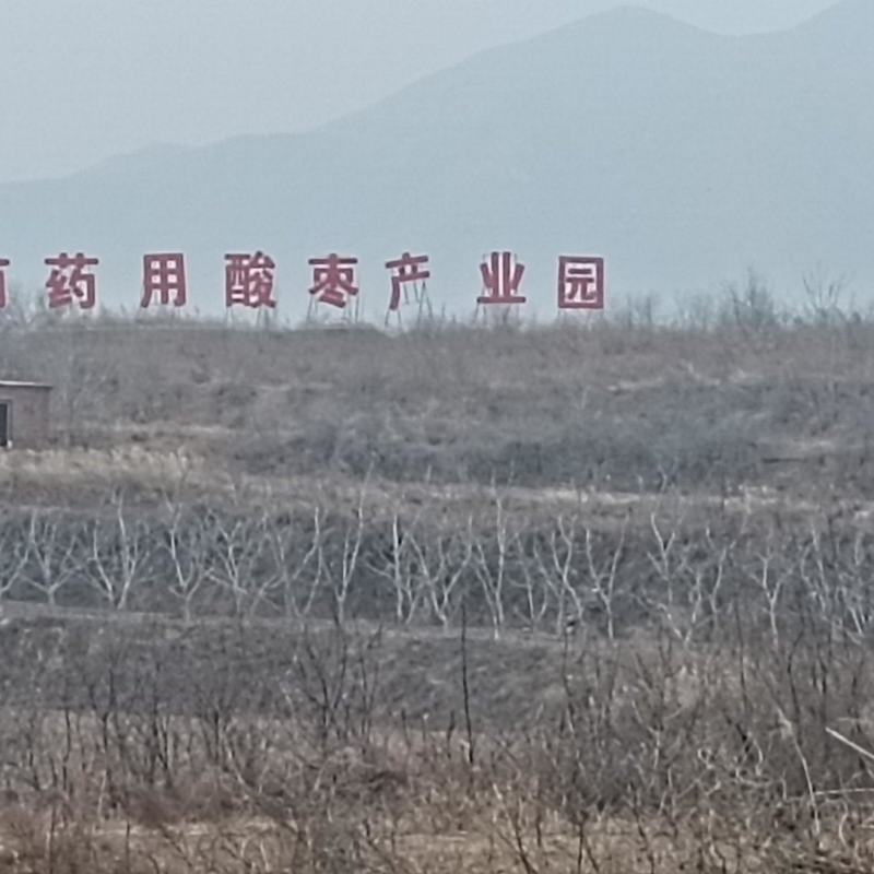 酸枣苗产地直销酸枣苗基地