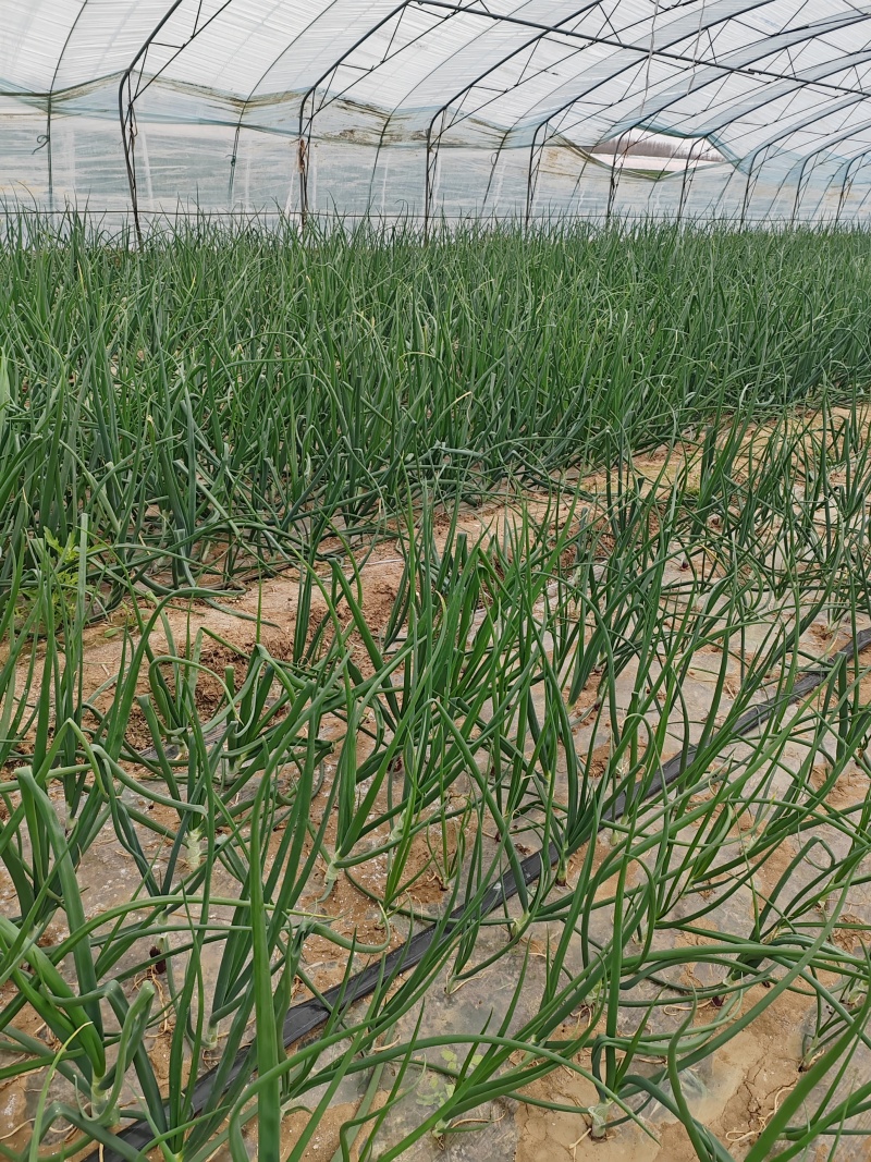 洋葱紫皮水果型，微辣微甜，口感特别好，5.10号上市。