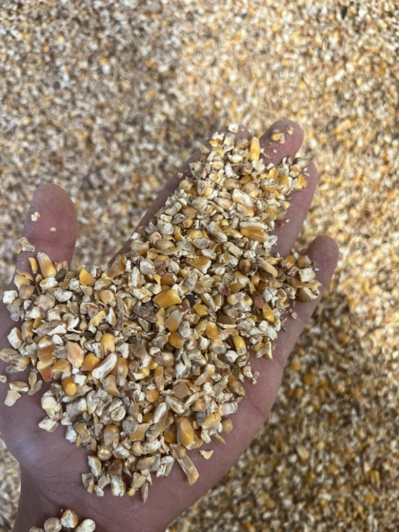碎玉米净粮养殖专用现场装车现场发货全部现货