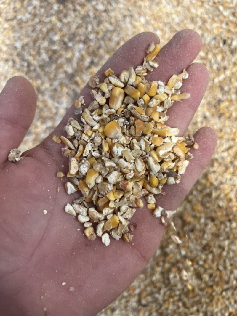 碎玉米净粮养殖专用现场装车现场发货全部现货
