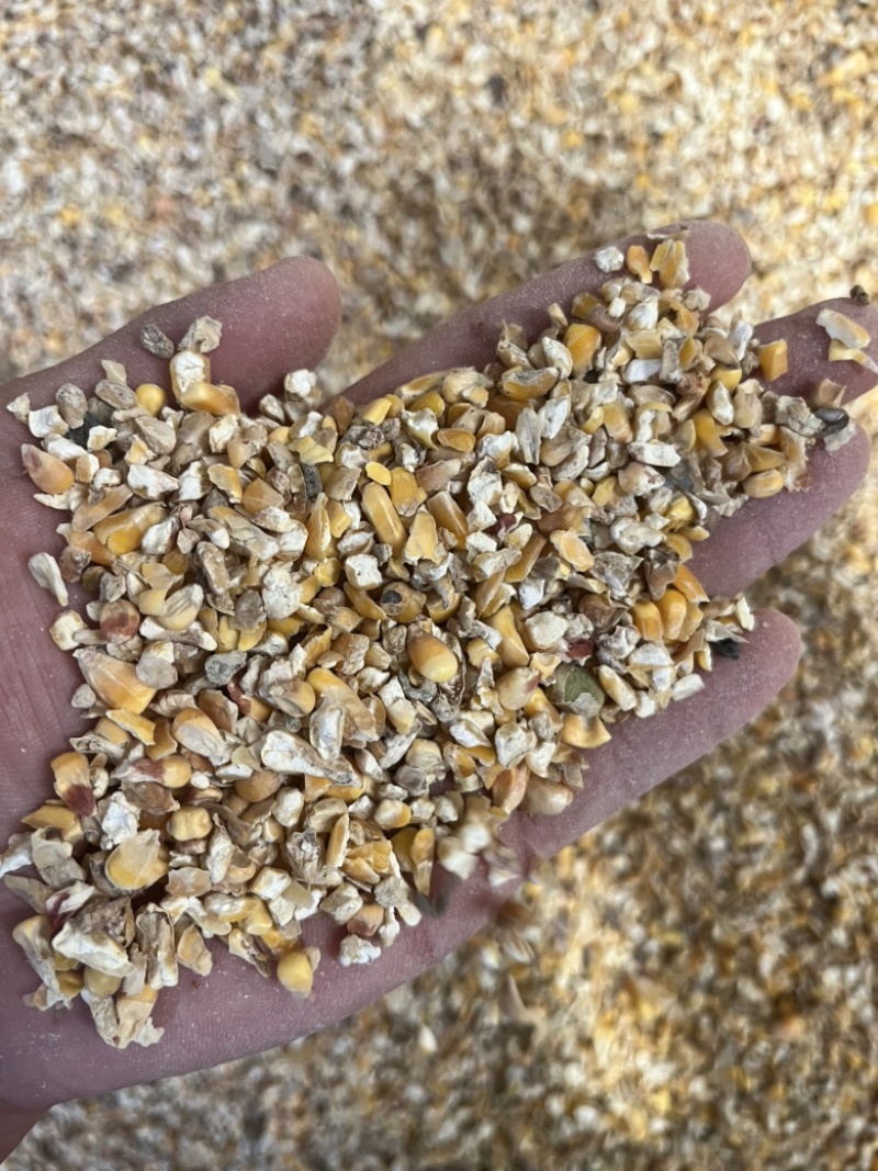 碎玉米净粮养殖专用现场装车现场发货全部现货