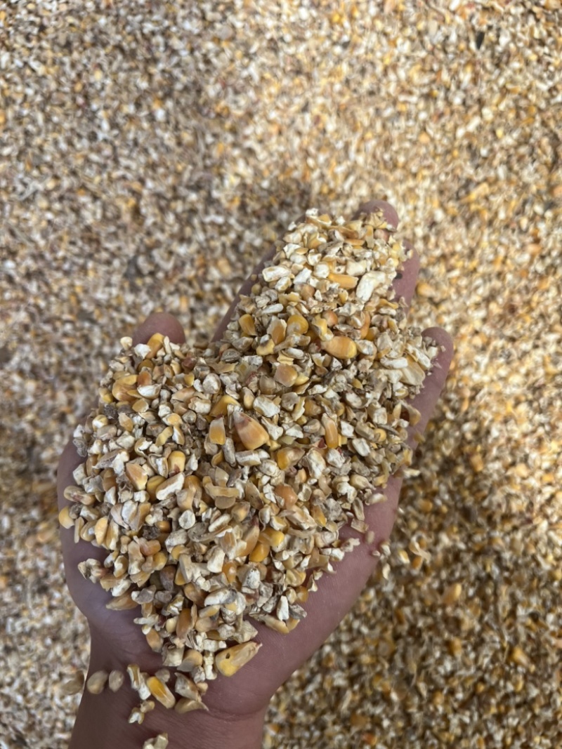 碎玉米净粮养殖专用现场装车现场发货全部现货