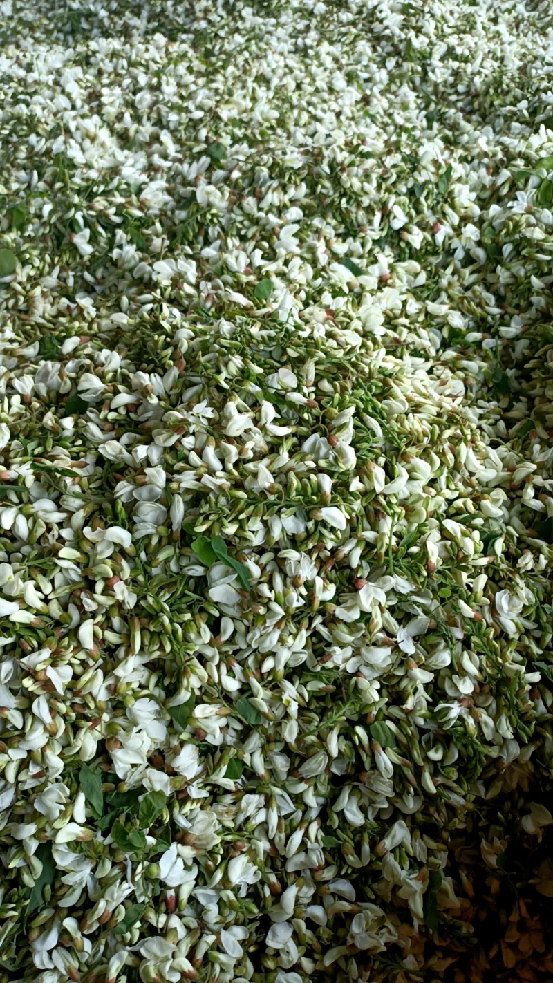 河南洋槐花