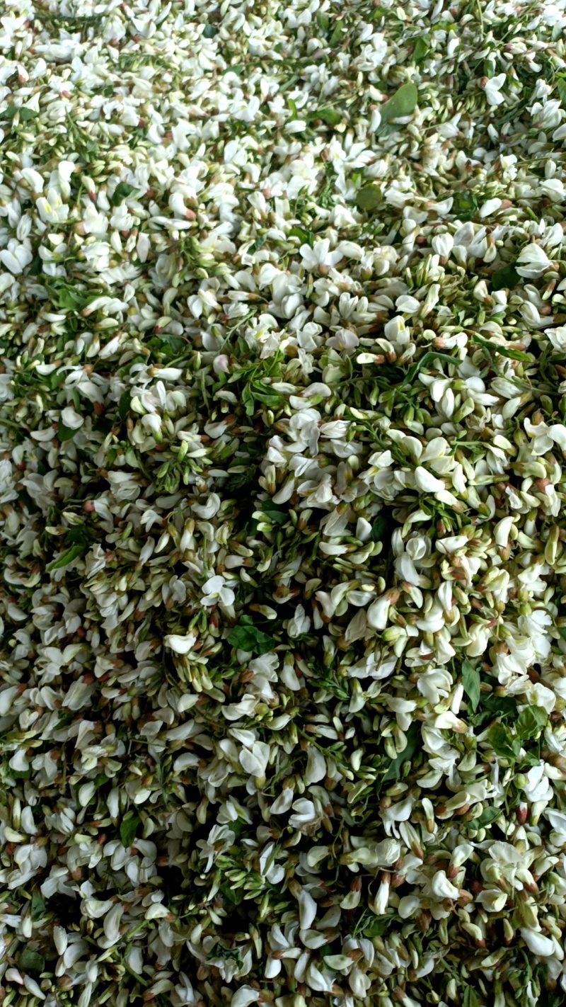 河南洋槐花