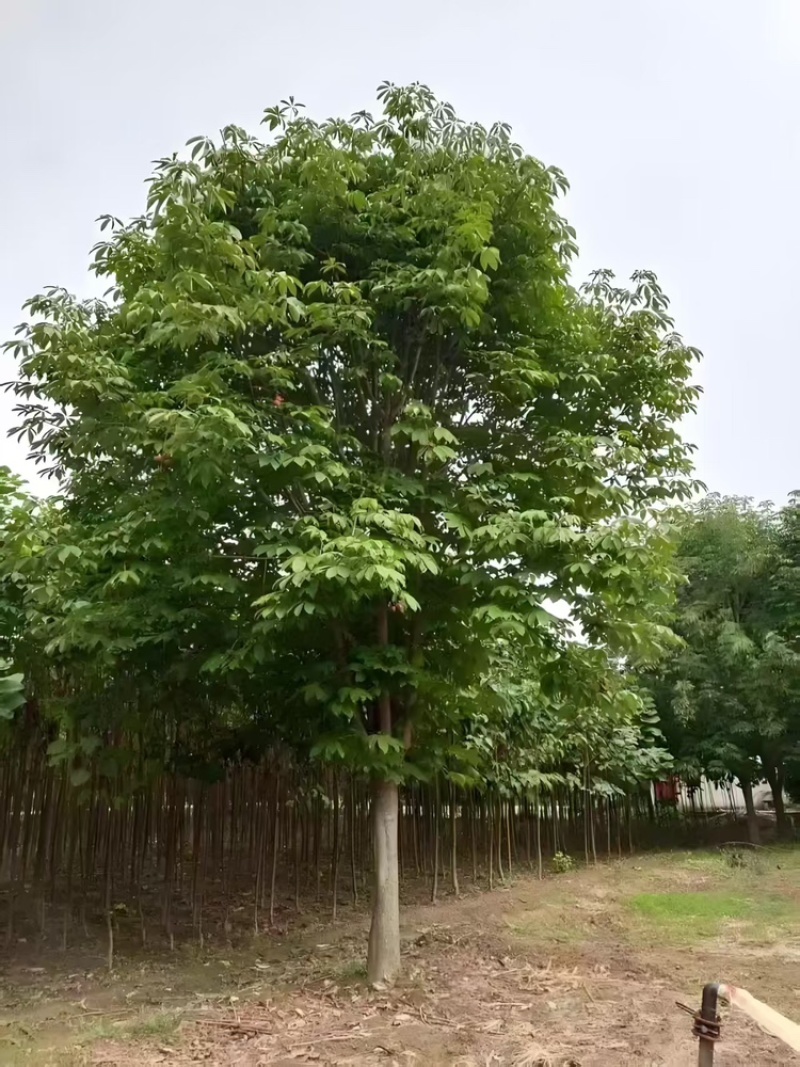 七叶树