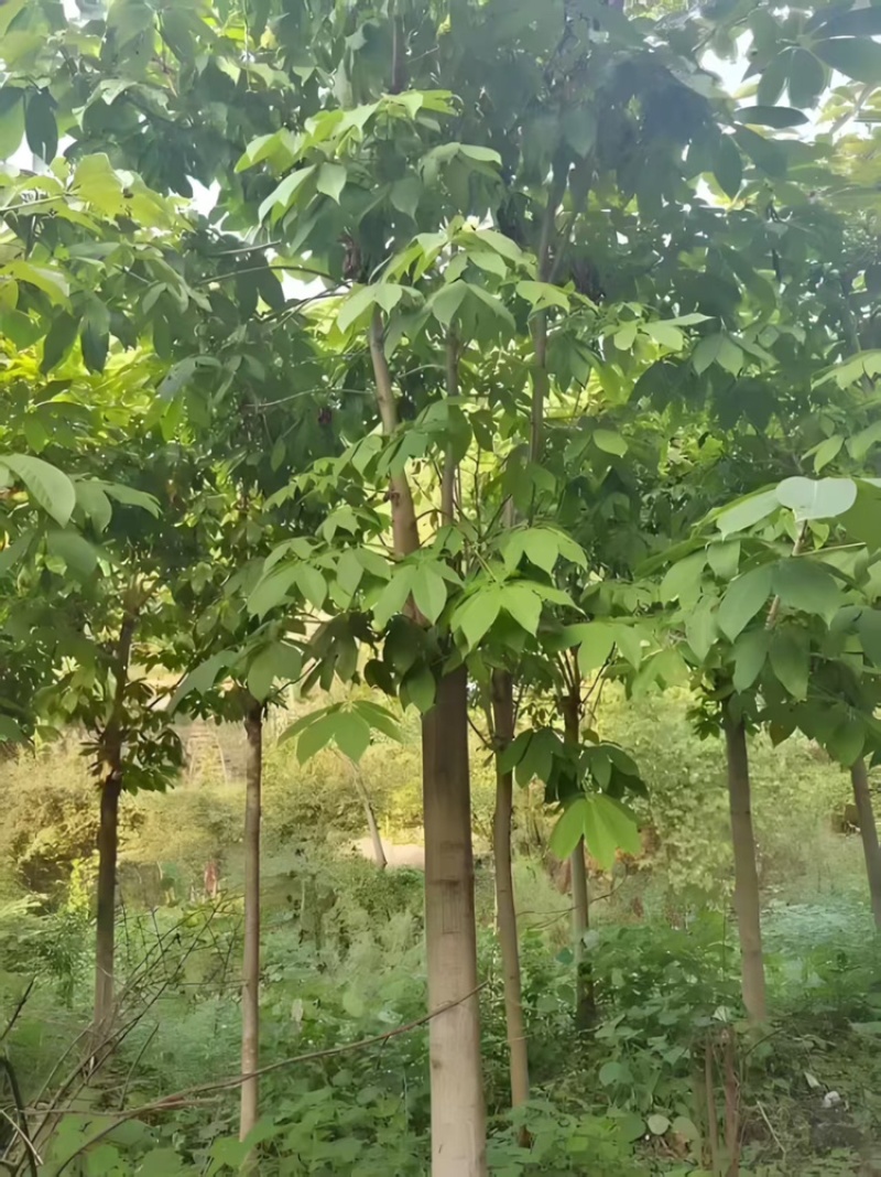七叶树