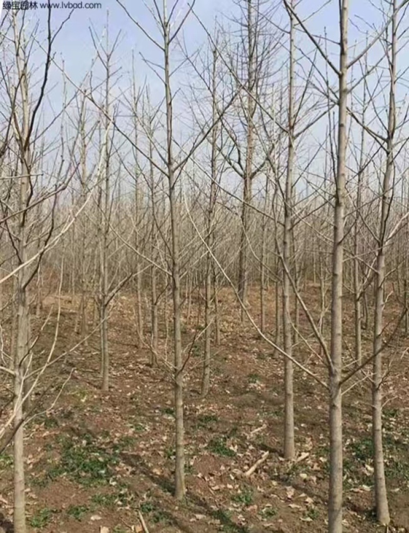 银杏