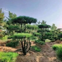 造型松