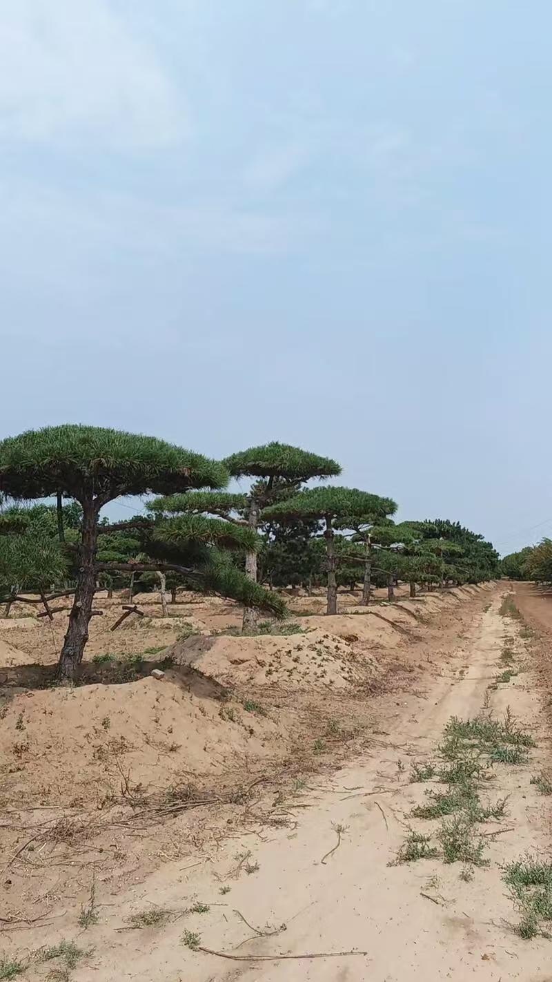 造型松