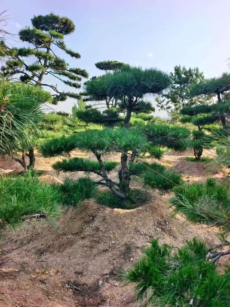 造型松