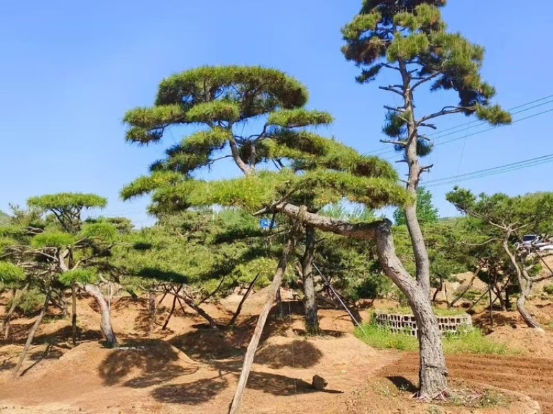 造型松