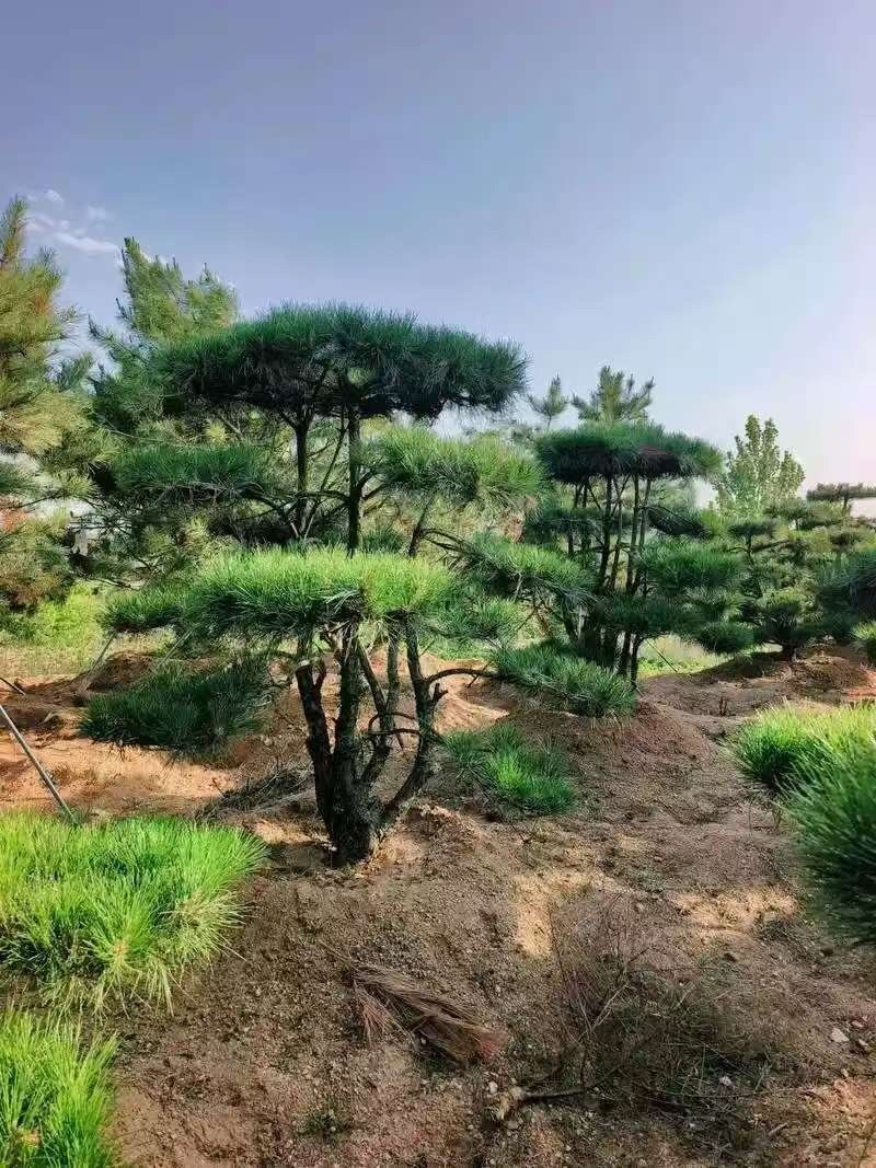造型松