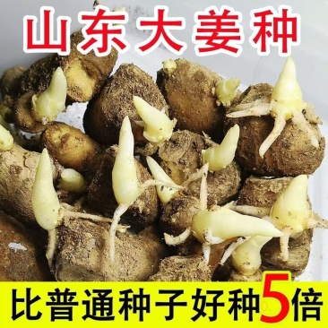 山东大姜种子生姜姜种姜芽小黄姜姜种小胖孩湖州湖南二号姜种