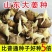 山东大姜种子生姜姜种姜芽小黄姜姜种小胖孩湖州湖南二号姜种