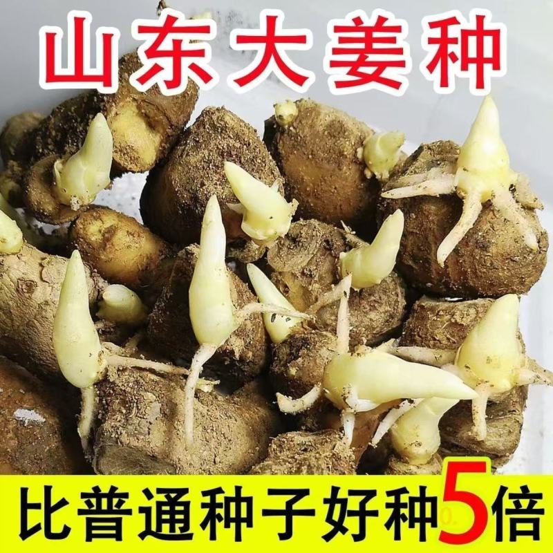 山东大姜种子生姜姜种姜芽小黄姜姜种小胖孩湖州湖南二号姜种