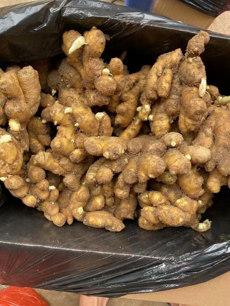 山东大姜种子生姜姜种姜芽小黄姜姜种小胖孩湖州湖南二号姜种