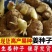 山东大姜种子生姜姜种姜芽小黄姜姜种小胖孩湖州湖南二号姜种