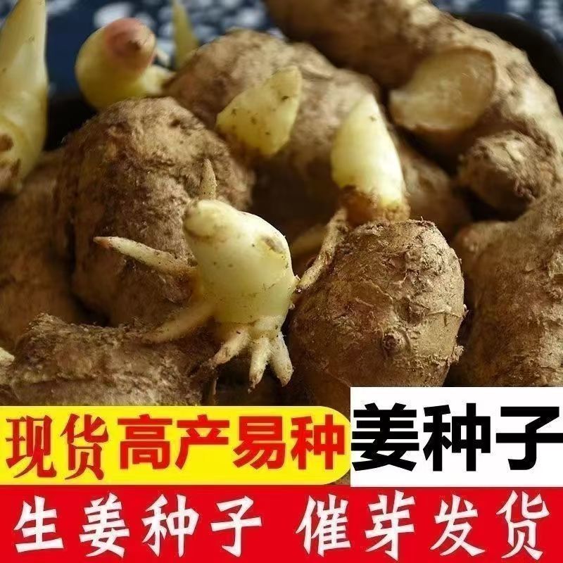 山东大姜种子生姜姜种姜芽小黄姜姜种小胖孩湖州湖南二号姜种