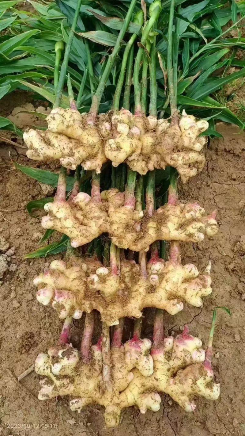 山东大姜种子生姜姜种姜芽小黄姜姜种小胖孩湖州湖南二号姜种