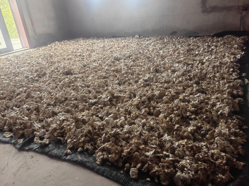 白参菌干货