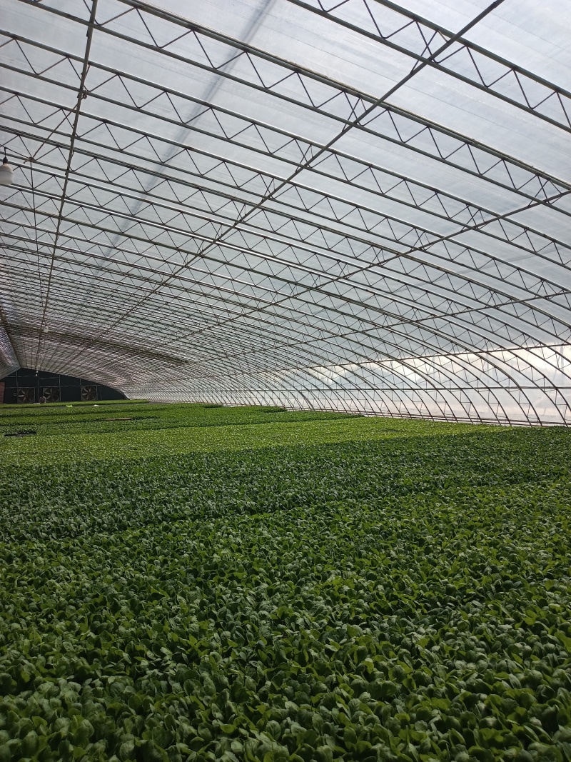 大棚骨架，成套大棚，大棚建设，温室大棚，蔬菜大棚日光温室