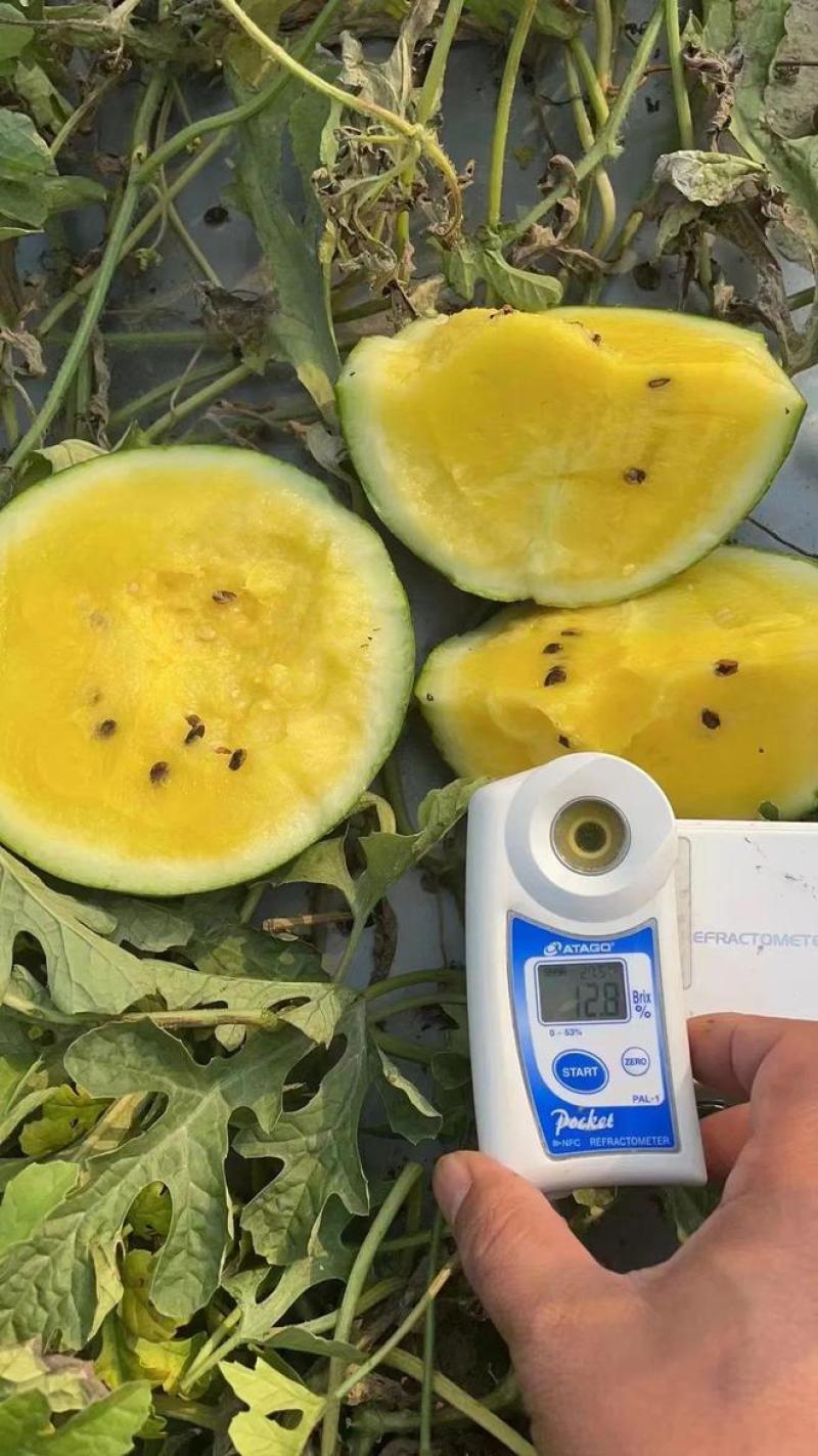 江苏产区特小凤皮薄多汁脆甜可口全国对接量大从优保质保量