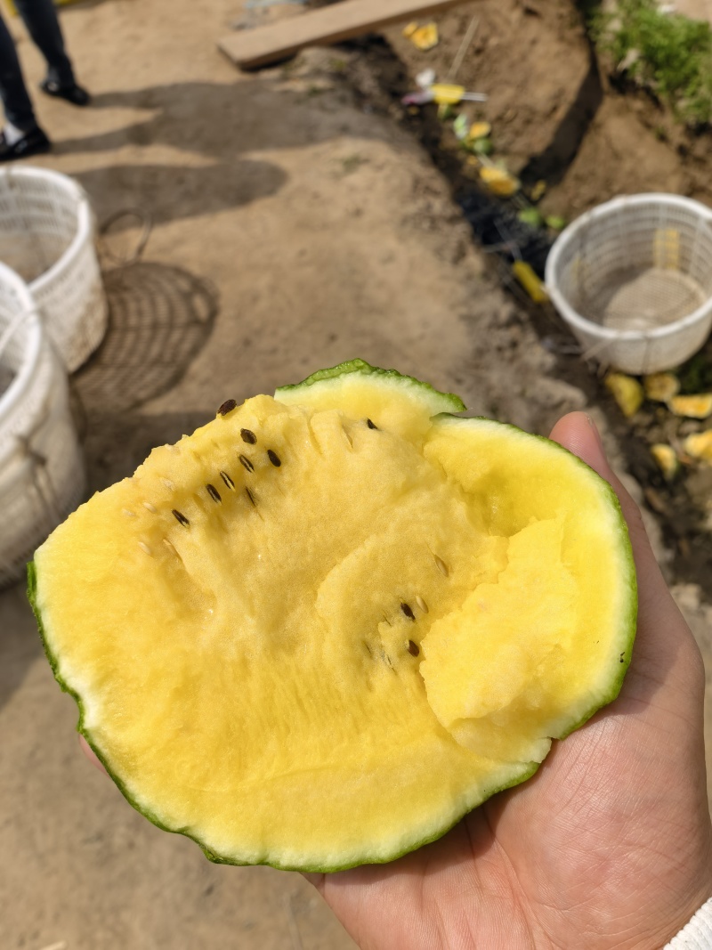 江苏产区特小凤皮薄多汁脆甜可口全国对接量大从优保质保量