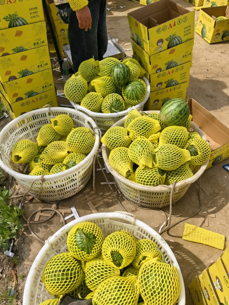 江苏产区特小凤皮薄多汁脆甜可口全国对接量大从优保质保量
