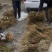金钩藤种苗