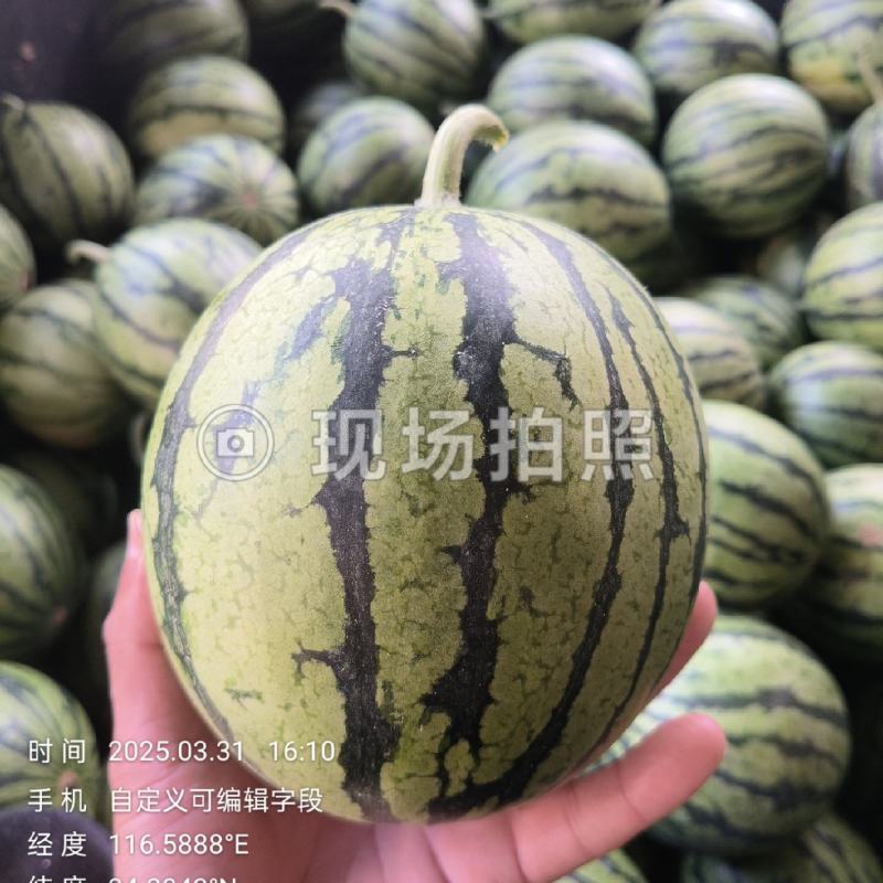 安徽砀山小糖丸西瓜2k大量上市