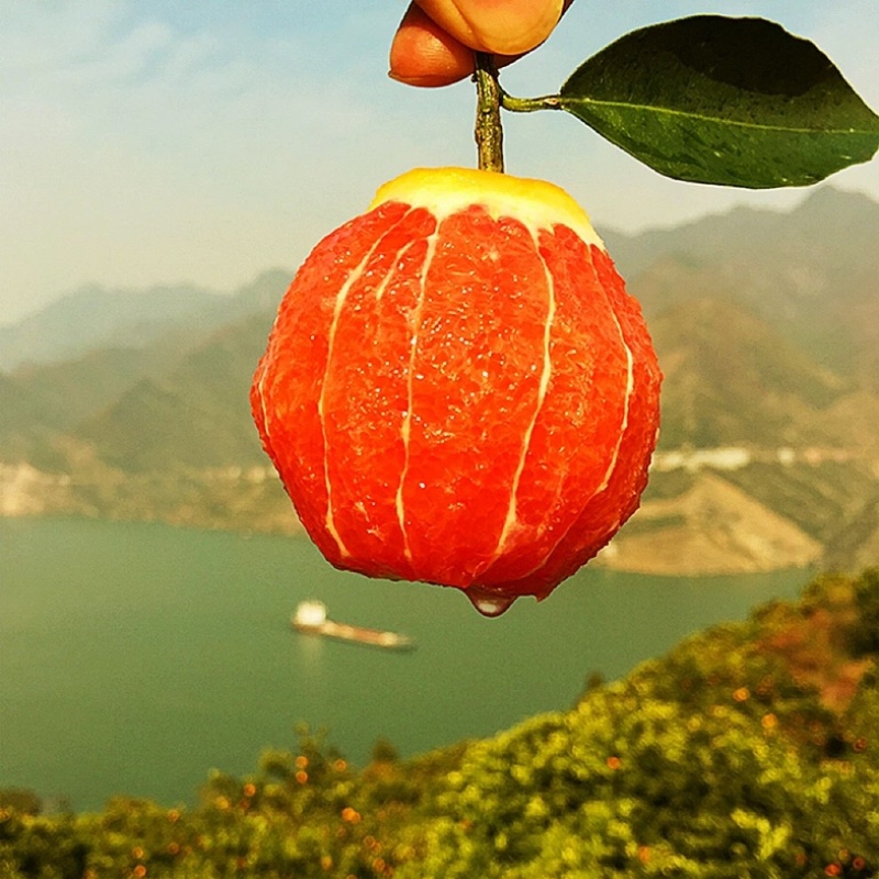 中华红橙子产地直发湖北橙子新鲜水果批发