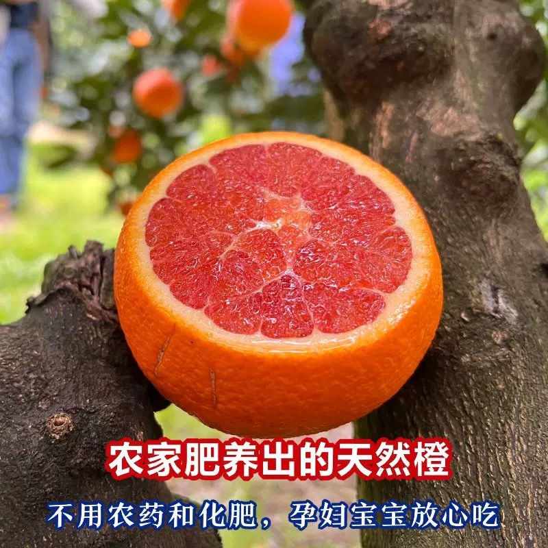 中华红橙子产地直发湖北橙子新鲜水果批发
