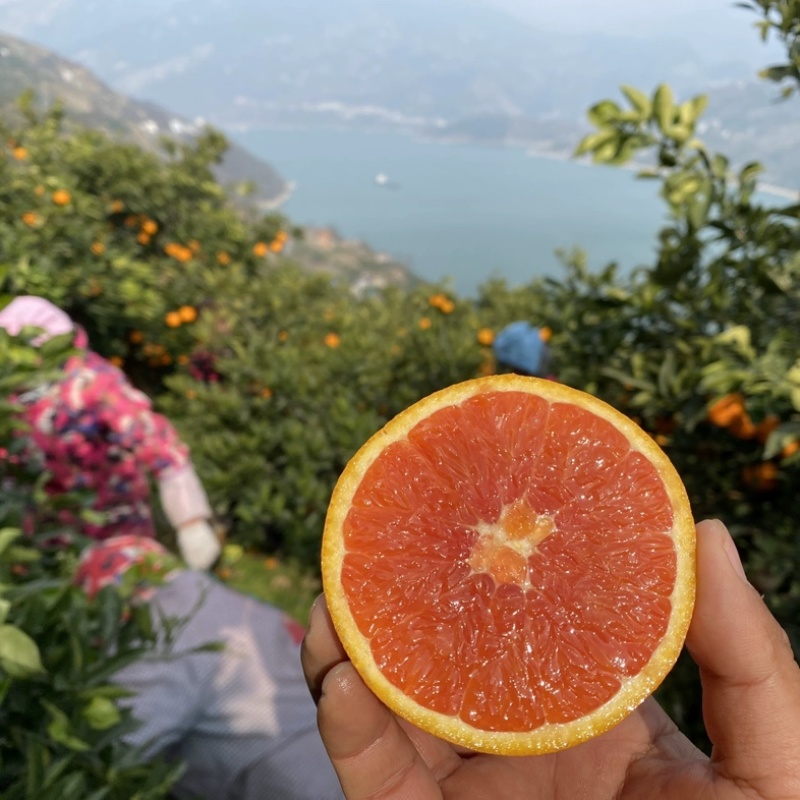中华红橙子产地直发湖北橙子新鲜水果批发