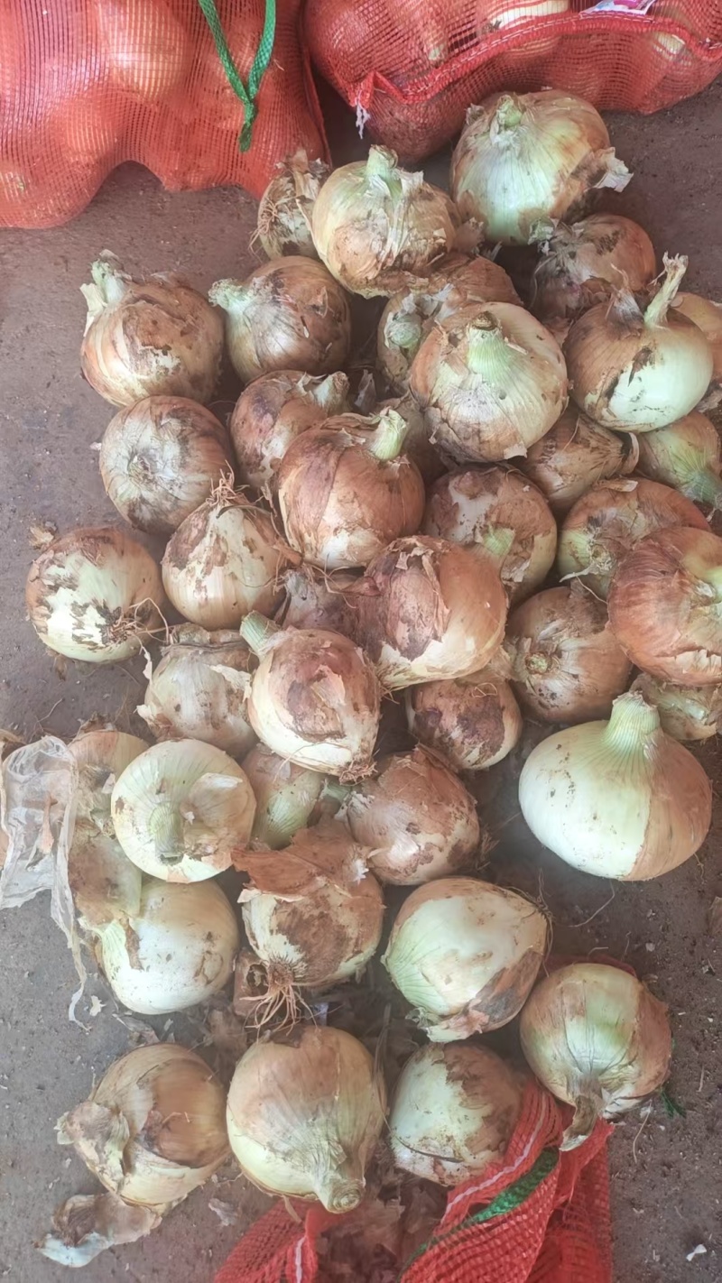 红皮洋葱/量大从优/产地直发货源充足诚信经营可视频看货