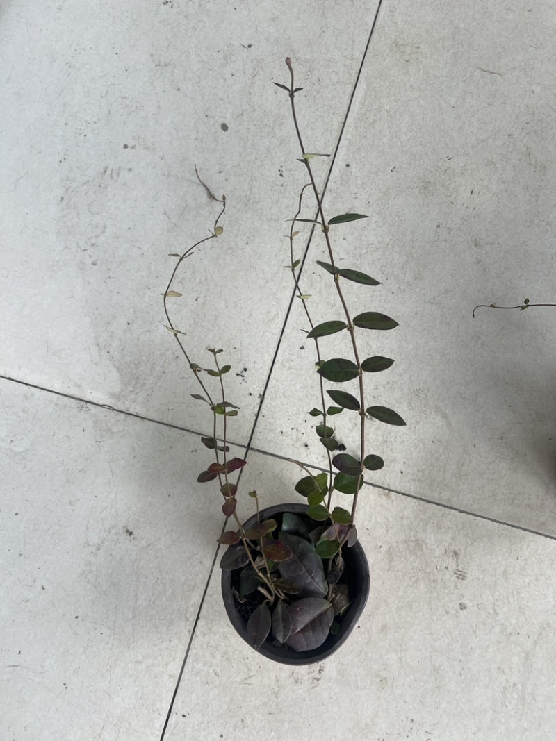 风车茉莉