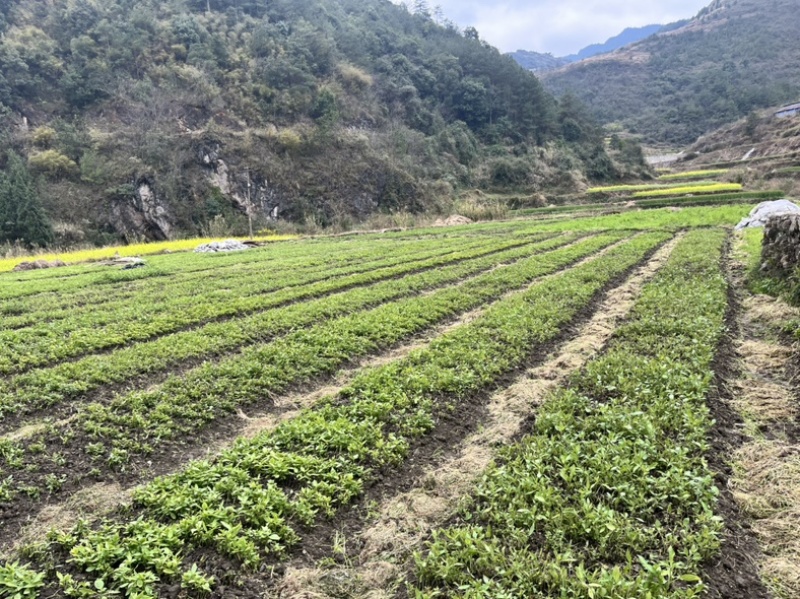 南板蓝根种苗