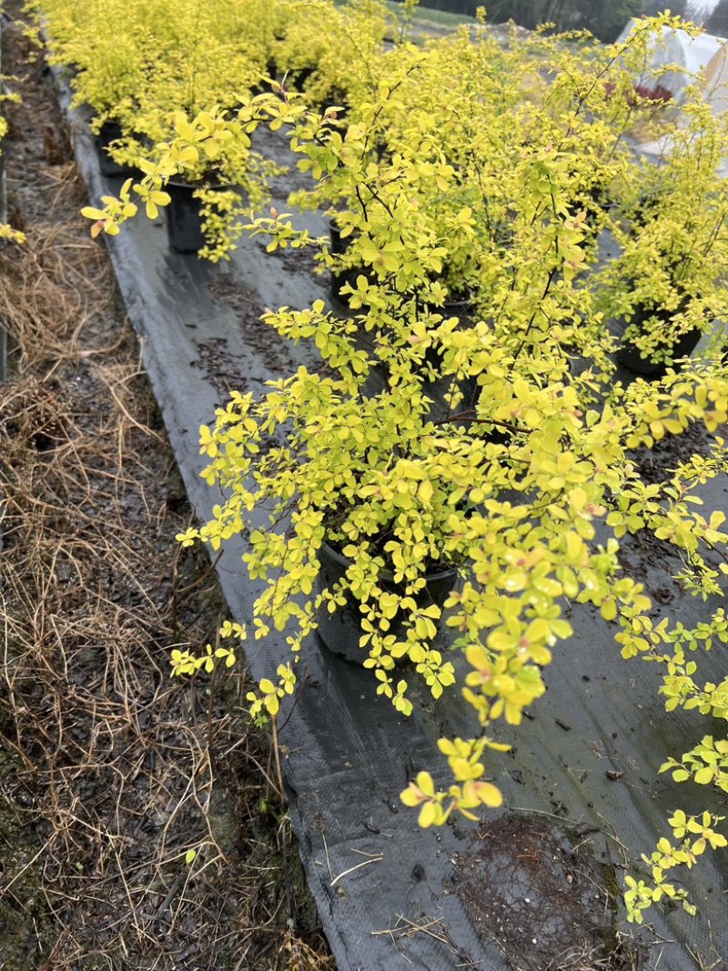 黄金喷泉