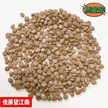 望江南中药材望江南干净无杂质大货批发量大优惠