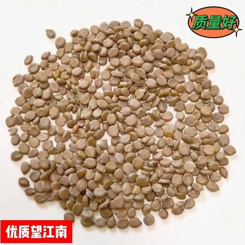 望江南中药材望江南干净无杂质大货批发量大优惠